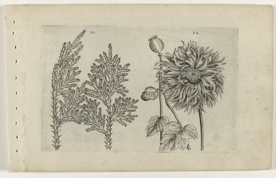 Syvtre og soveball Cognoscite lilia (serietittel) av Crispijn van de Passe (I) (attributed to)