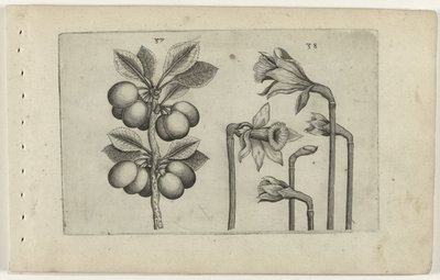 Zure kers og ville påskeliljer Know the Lilies (serietittel) av Crispijn van de Passe (I) (attributed to)