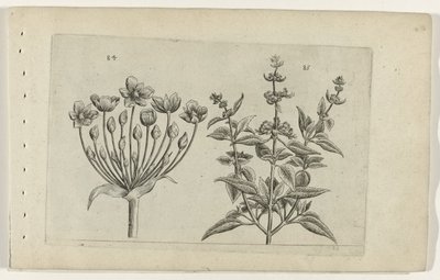 Svaneblomst og småblomstret salvie Cognoscite lilia (serietittel) av Crispijn van de Passe (I) (attributed to)