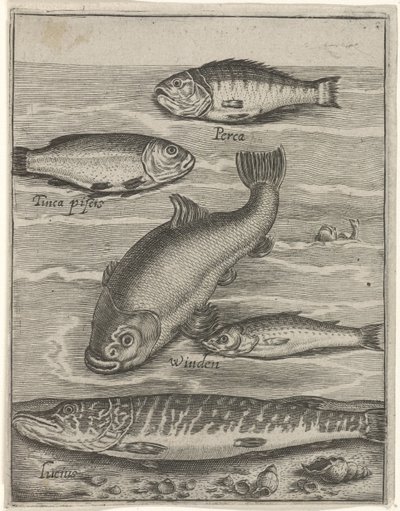 Studieblad met vijf vissen Fisk live-ikoner (serietittel) av Crispijn van de Passe (I)