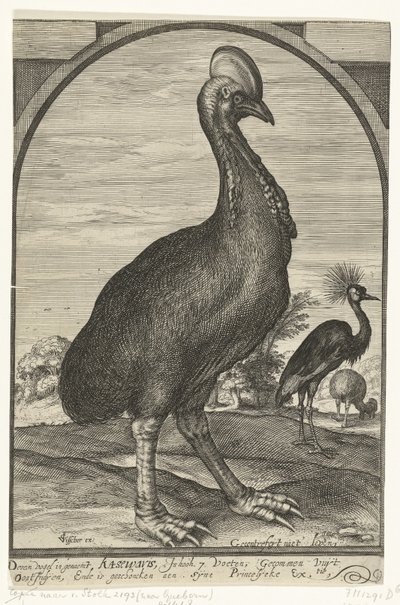 Kasuar, brakt av Willem Jacobsz. fra Øst-India og gitt til prins Maurits, 1614 av Crispijn van den Queborn (attributed to)