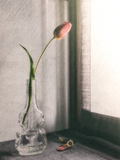 Delikat rosa tulipan av Cristiano Giani