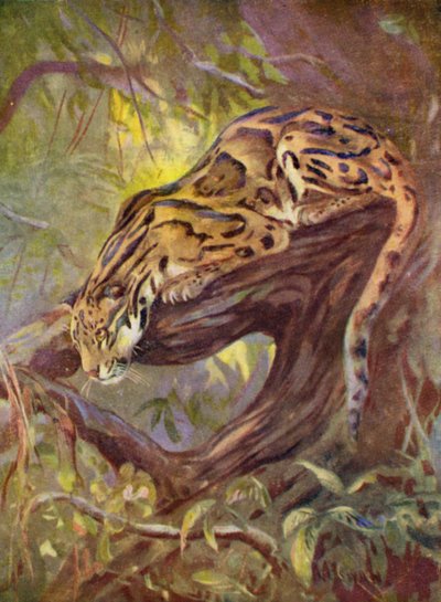 At the Zoo: Clouded Leopard (farge litho) av Cuthbert Edmund Swan