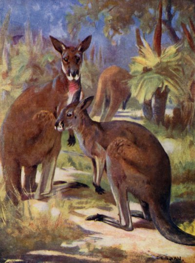 I dyrehagen: kenguruer (farge litho) av Cuthbert Edmund Swan