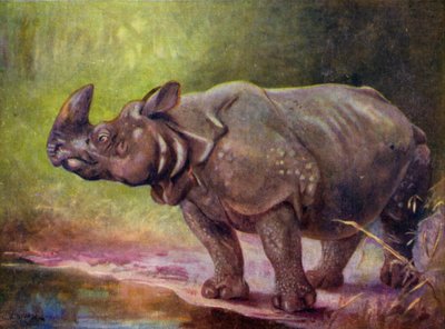 I dyrehagen: Rhinoceros (farge litho) av Cuthbert Edmund Swan
