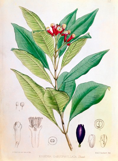 Fedd, blomsterknopp av Syzygium aromaticum Eugenia carophyllata av D Blair