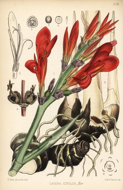Indisk hagl, achira eller meeru, Canna indica (Canna edulis). Håndfarget litografi av Hanhart etter en botanisk illustrasjon av David Blair fra Robert Bentley og Henry Trimen