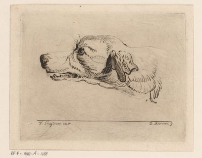 Hodet til en hund av D. Merrem