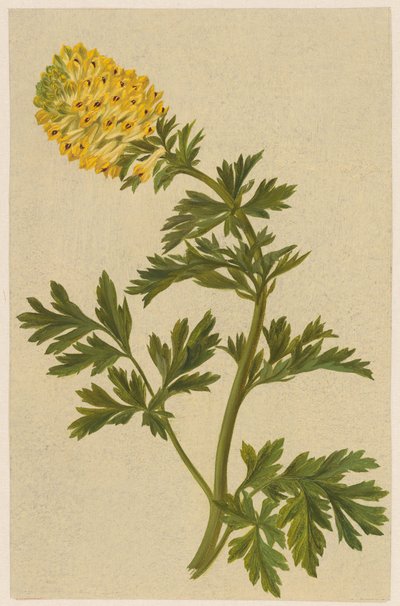 Kvist med en Corydalis-blomst av D. van Alphen