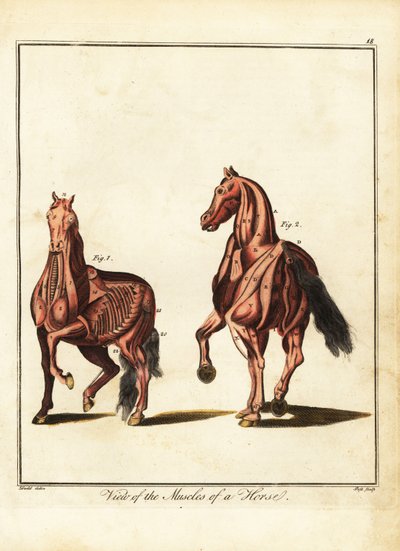 Muskulatur til en hest. 1792 (gravering) av Daniel (after) Dodd