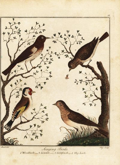 Sangfugler: skoglerke, linnet, gullfink, himmellerke. 1792 (gravering) av Daniel (after) Dodd