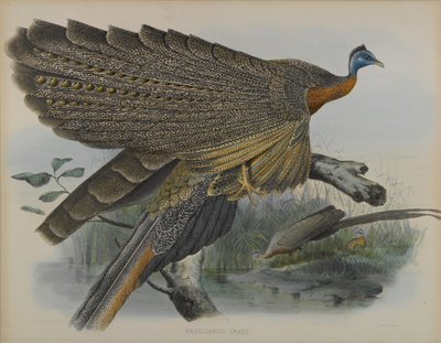 Argusianus Grayii (farge litho) av Daniel Giraud and Gould John Elliott