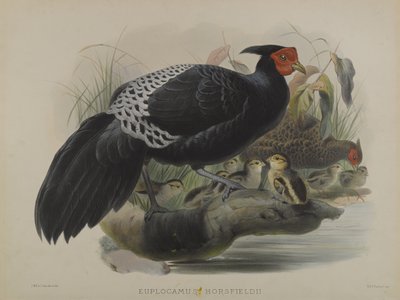 Euplocamus Horsfieldii (farge litho) av Daniel Giraud and Gould John Elliott