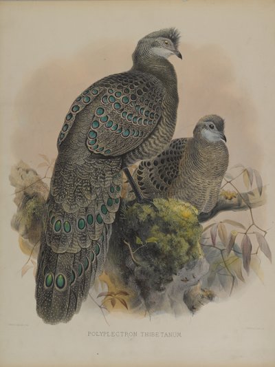 Polyplectron Tibetanum (farge litho) av Daniel Giraud and Gould John Elliott