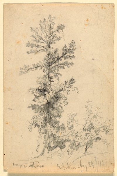 Evergreen with Vines, Hoboken av Daniel Huntington