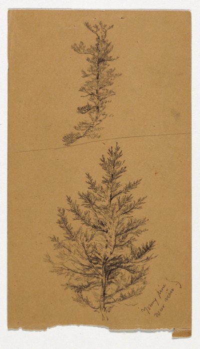 Young Pines av Daniel Huntington