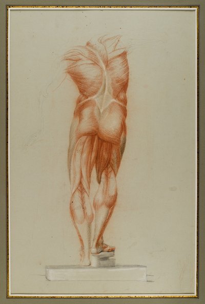 Écorché (Figure Study of Musculature), ca. 1848 (kritt og grafitt på papir) av Daniel Huntington