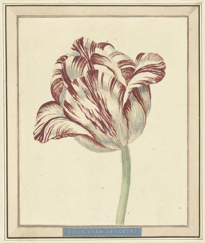 Tulipan, kalt Bisar, kardinal de Fleuri av Daniël Marot (II)
