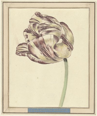 Tulipan, kalt Bisar, statsgeneral av Daniël Marot (II)