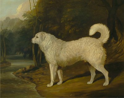 Portrett av en hund, Ross av David Dalby of York