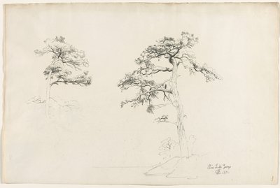 Pine, Lake George, 1871. av David Johnson
