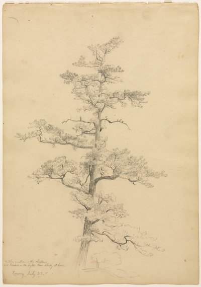 Pine Tree, Conway, New Hampshire recto, Landscape and Tree Studies verso, ca. 1851. av David Johnson