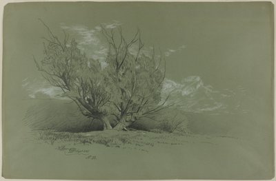 Willow av David Johnson