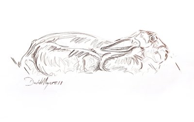 Brun hare liggende, 2012 (kontepastell på papir) av David Mayer