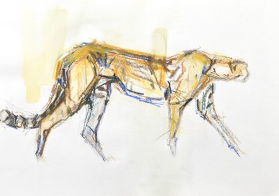 Cheetah, 2020 (fargestift og akvarell på papir) av David Mayer
