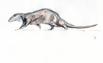 Otter running, 2022 (akvarell/fargestift på papir) av David Mayer