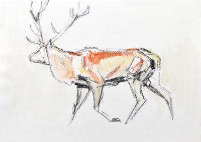 Red Deer Stag, 2020 (akvarell på papir) av David Mayer