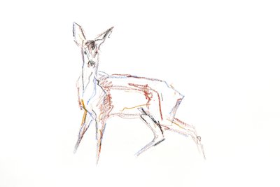 Roe Deer Young, 2021 (fargestift på papir) av David Mayer