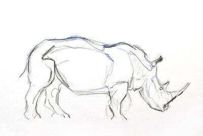 White Rhino, 2021 (fargestift og akvarell på papir) av David Mayer