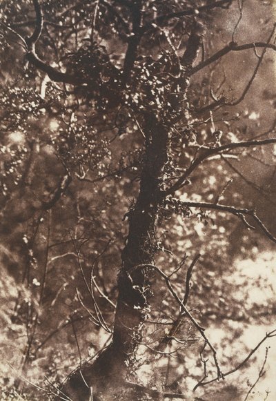 The Fairy Tree at Colinton, 1846. Skapere: David Octavius Hill, Robert Adamson, Hill & Adamson. av Hill and Adamson