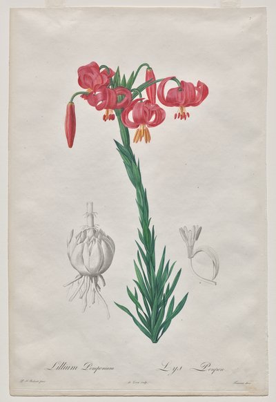 Lillium Pomponium (Turban Lily), tallerken 7 fra Les Liliacées av De Gouy