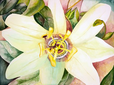 Pasjonsblomst, 2007 (akvarell) av Deborah Eve Alastra