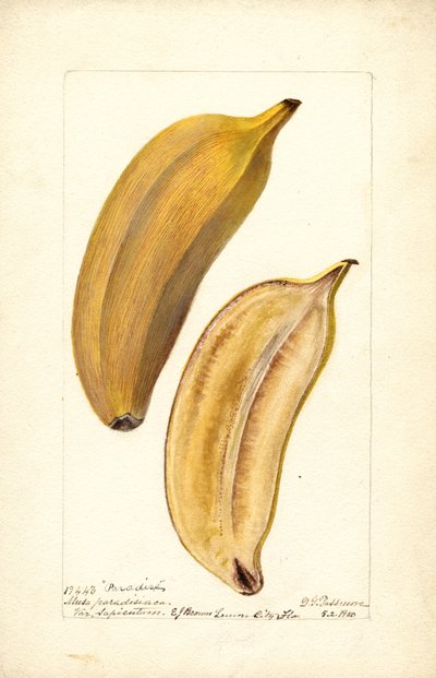 Banan (Musa: Paradis) (wc) av Deborah Griscom Passmore