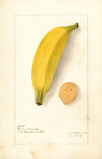 Bananer (Musa: Lilla banan) (akvarell) av Deborah Griscom Passmore
