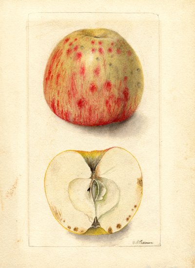 Bittere epler (Malus domestica) (akvarell) av Deborah Griscom Passmore