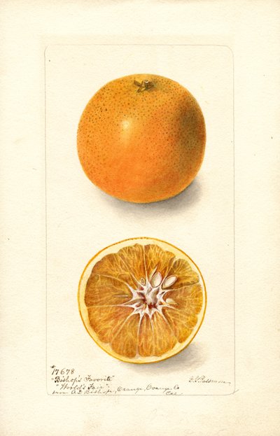 Appelsiner (Citrus sinensis: Biskopens favoritt) (akvarell) av Deborah Griscom Passmore
