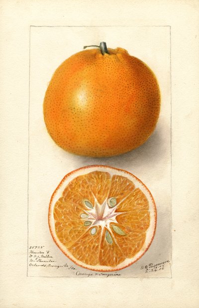 Appelsiner (Citrus sinensis: Thornton nr. 5) (akvarell) av Deborah Griscom Passmore