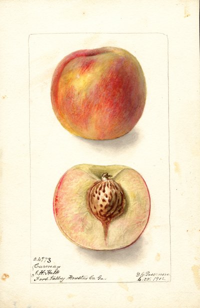 Fersken (Prunus persica: Carmen) (akvarell) av Deborah Griscom Passmore