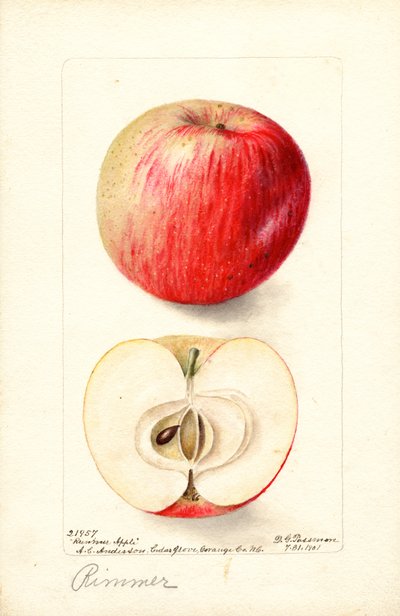 Rimmer-epler (Malus domestica) (akvarell) av Deborah Griscom Passmore