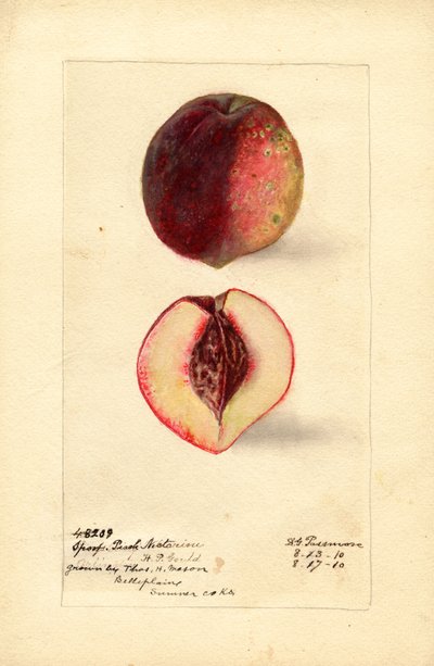 Sportferskennektarin (Prunus persica) (akvarell) av Deborah Griscom Passmore