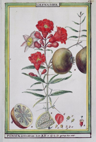 Granatepletre, fra Florindie eller Historie physico-economic des vegetaux de la Torride, 1789 av Delahaye