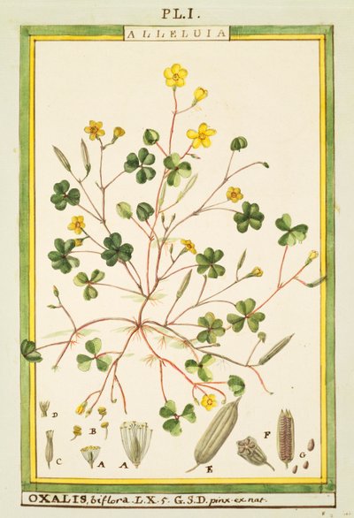 Bermuda smørblomst (Oxalis biflora eller pes-caprae), akvarell av Delahaye av Delahaye Delahaye