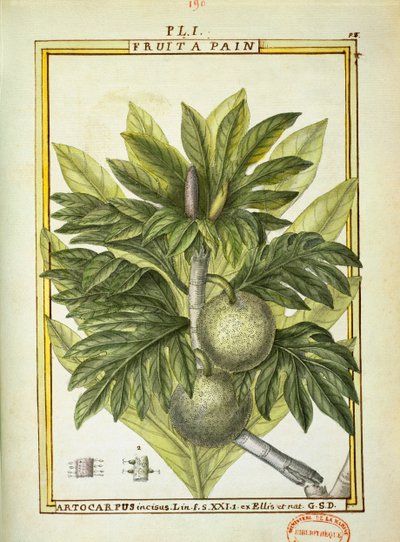 Brødfrukt (Artocarpus altilis), akvarell av Delahaye av Delahaye Delahaye