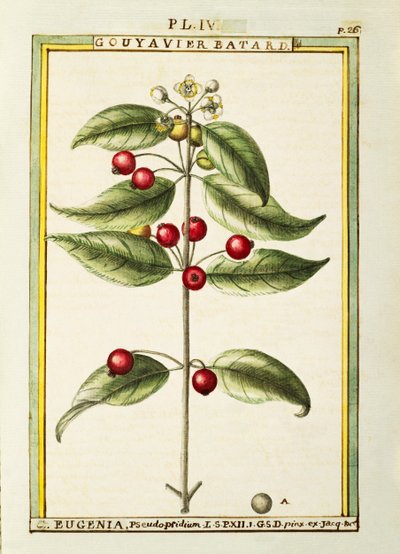 Brush Cherry (Eugenia pseudo-pridium), akvarell av Delahaye av Delahaye Delahaye