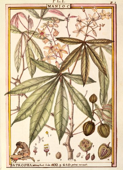 Cassava (Jatropha manihot), av Delahaye, akvarell av Delahaye Delahaye