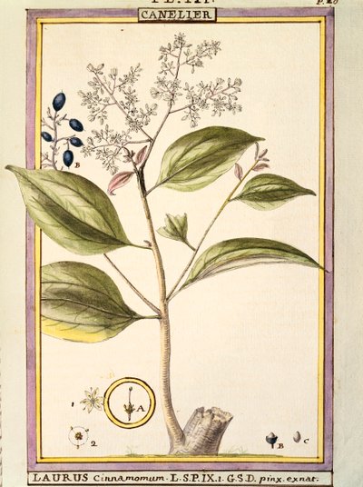 Kanel (Laurus cinnamomum), akvarell av Delahaye av Delahaye Delahaye